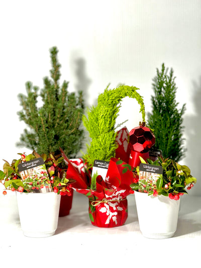 Paridon Containers Paridon Horticultural LTD