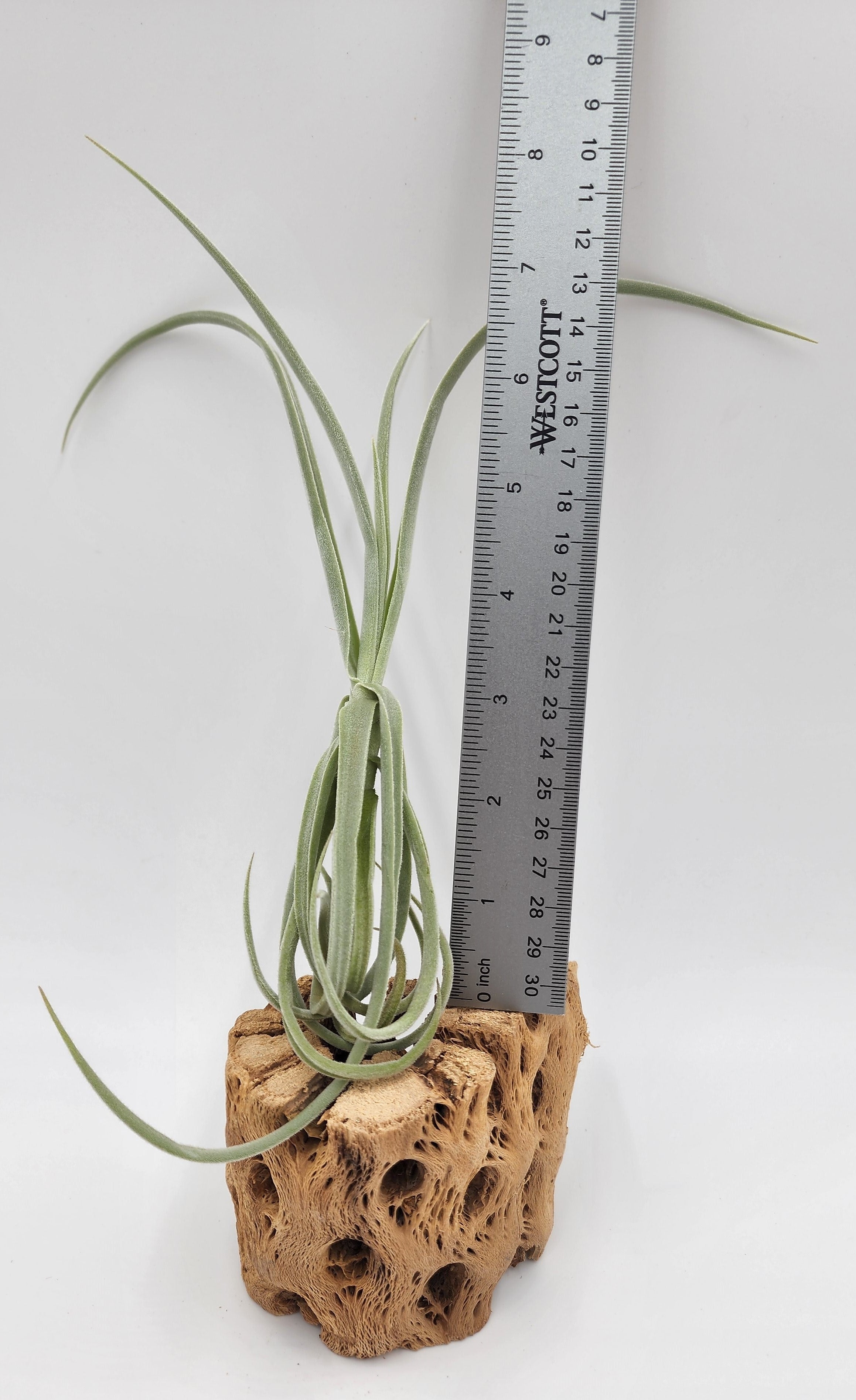 Paridon Containers Duratii – Paridon