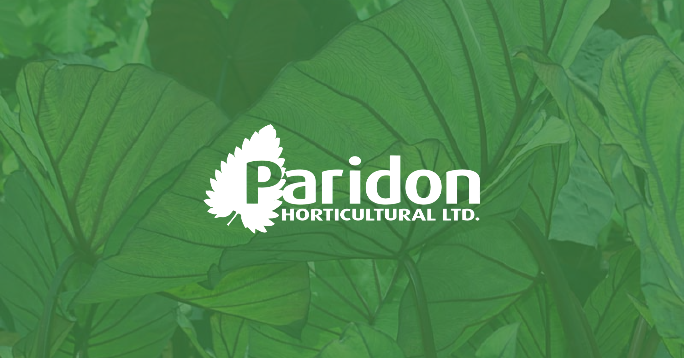 About Us Paridon